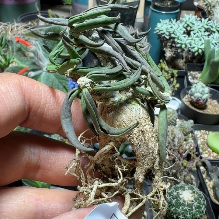 613雀舌麒麟脱土发货