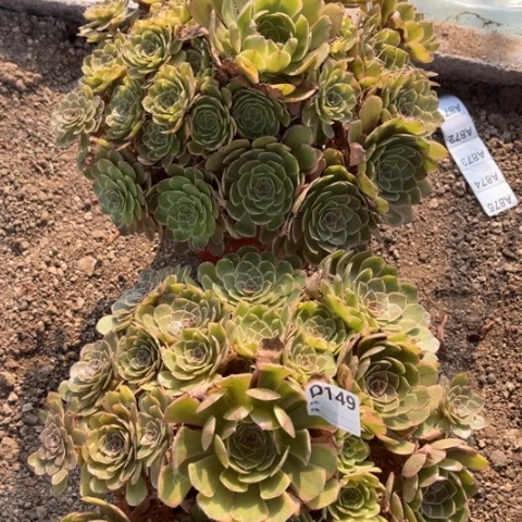 多肉植物半夏二个