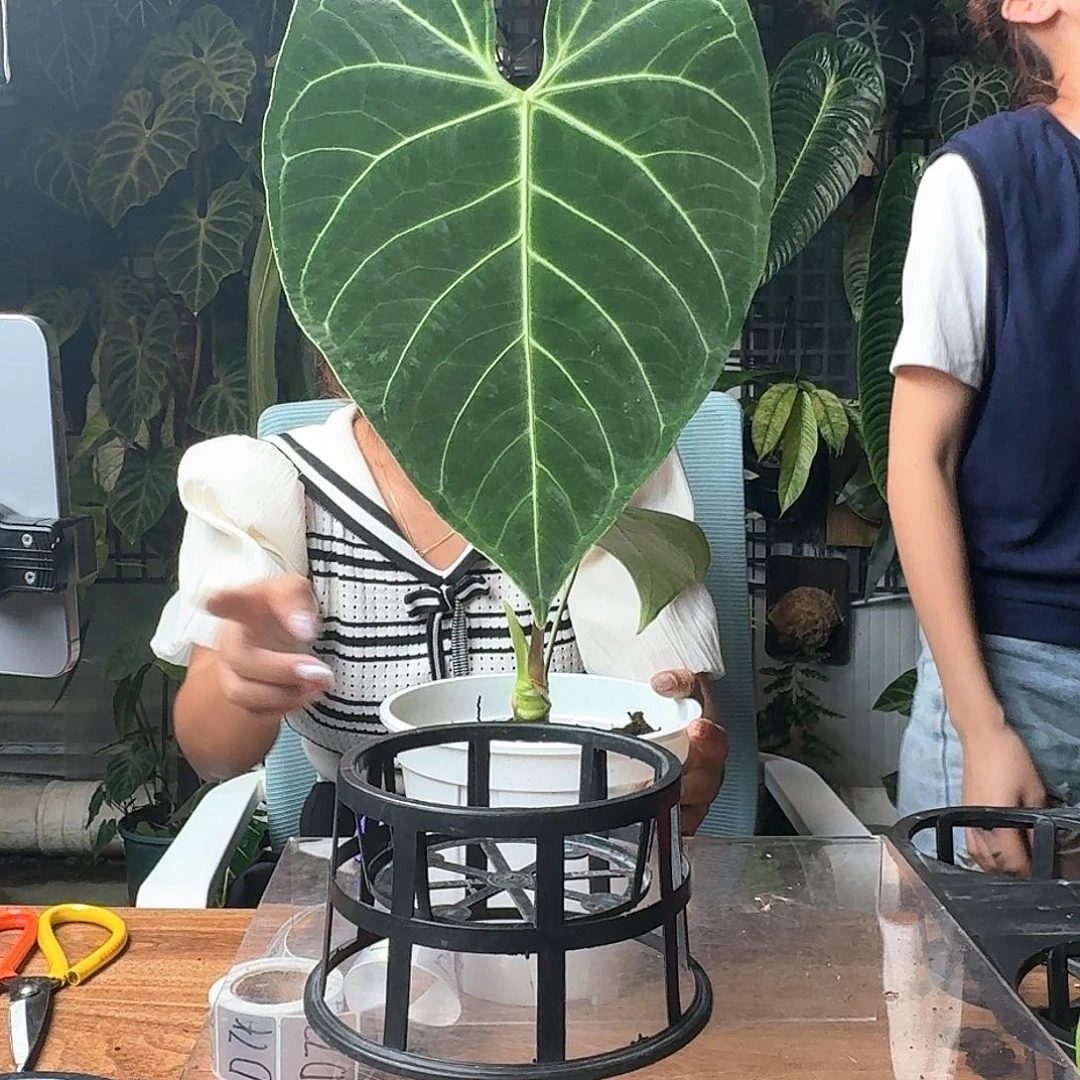 九***三完全开放一物一拍D65