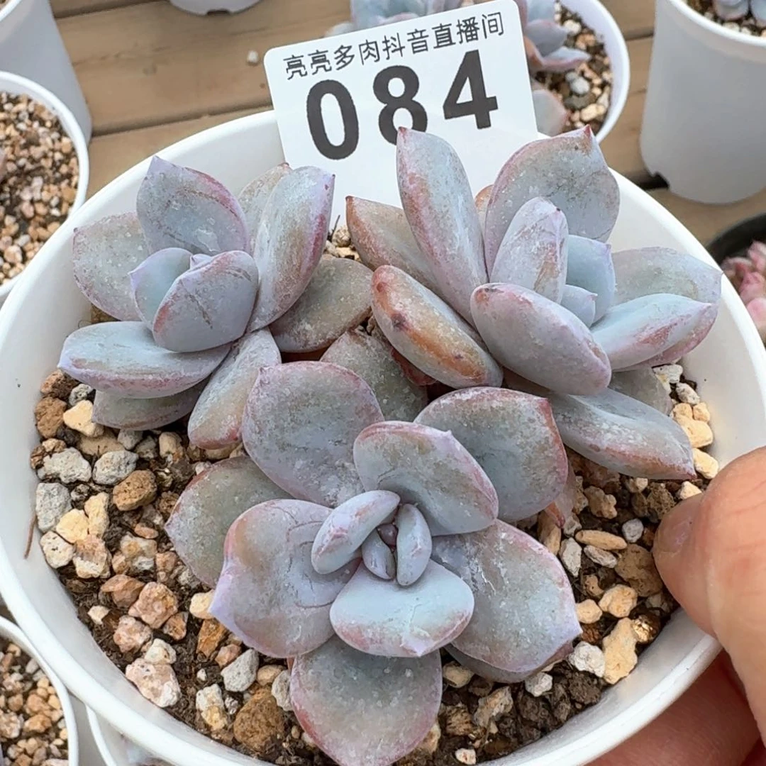 奶茶         多肉植物