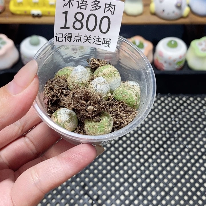 ****铭带盆土植物 一物一拍1800