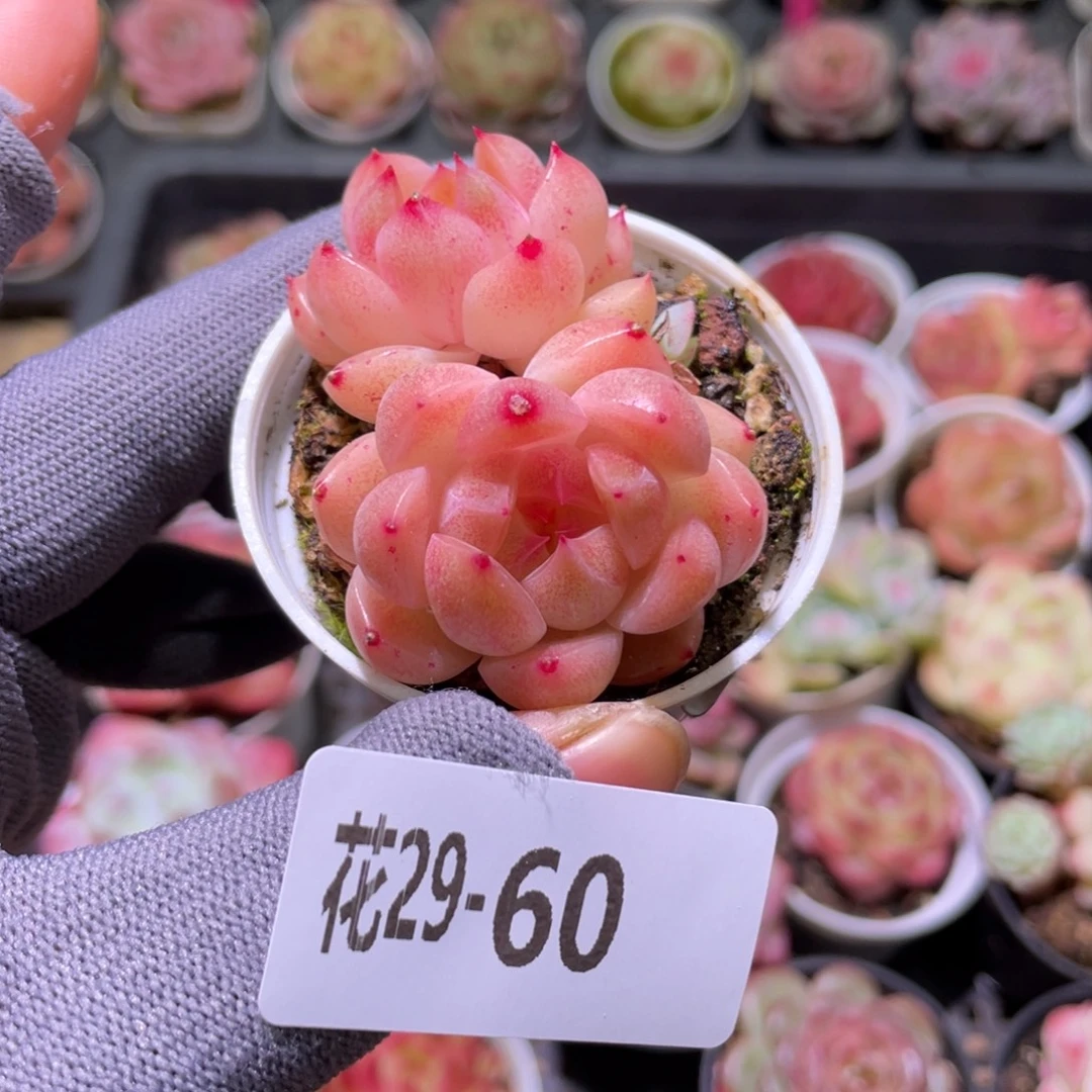 花利美29-60新品