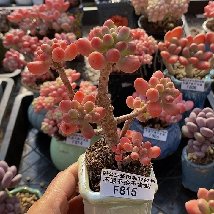 派大星8cm815多肉植物
