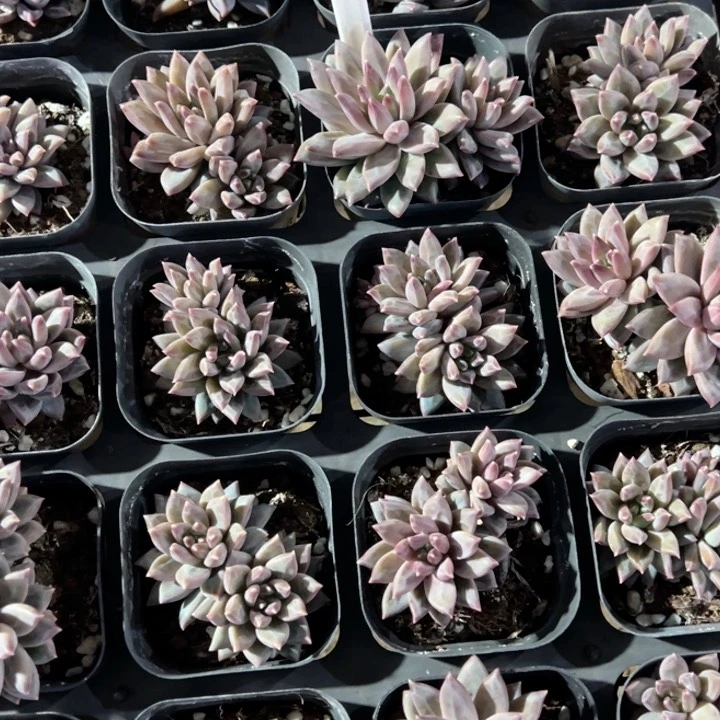 伊卡鲁斯双头一颗量拍多肉满20包邮