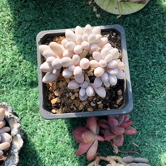 李***^汤圆15号码牌子的话题了