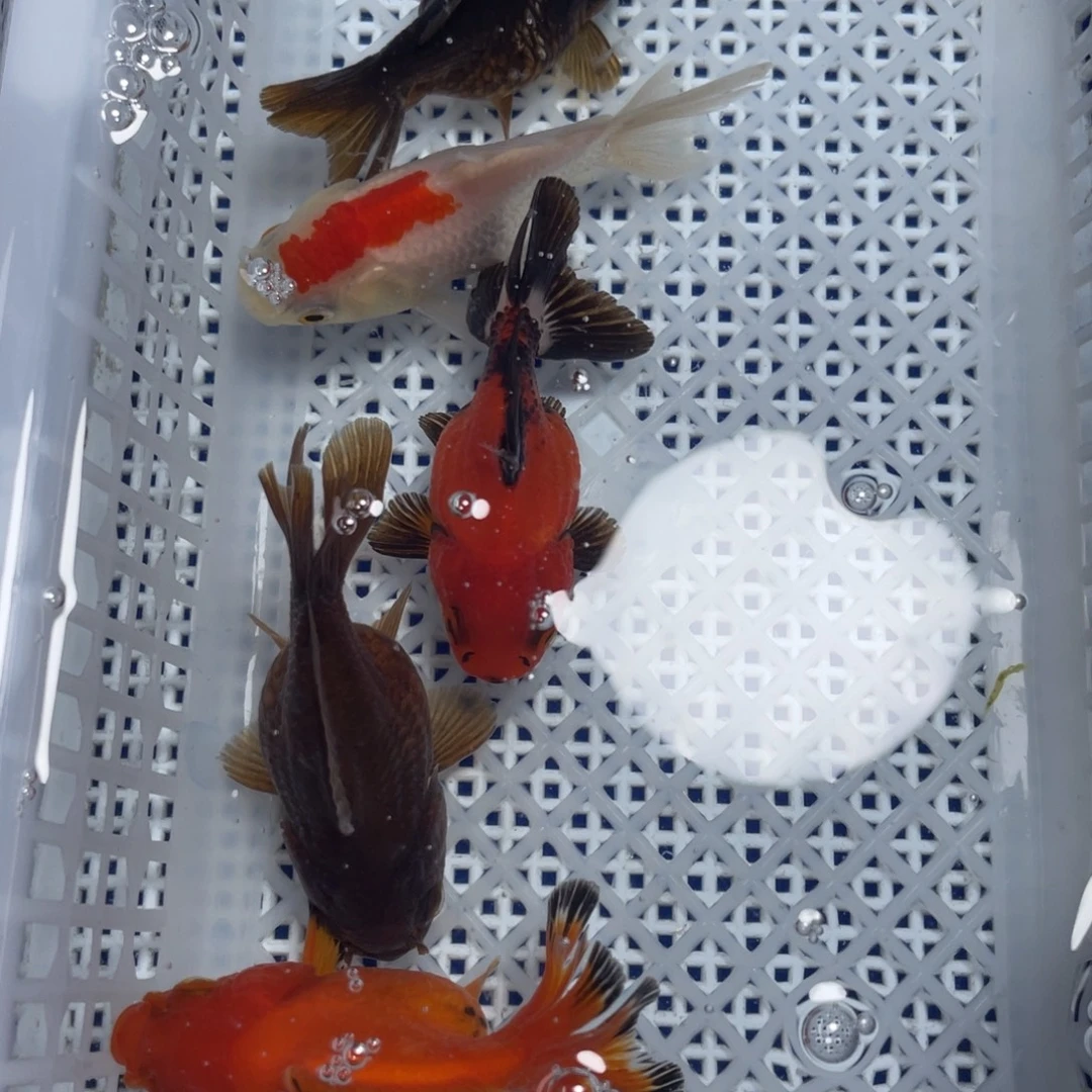 海水鱼花泰狮金鱼5号