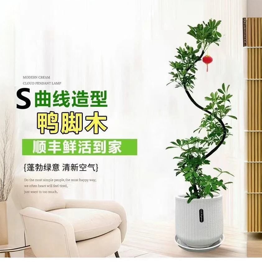 【悠然森林】爆款S形鸭脚木轻奢高雅沙发室内客厅招财落地式绿植