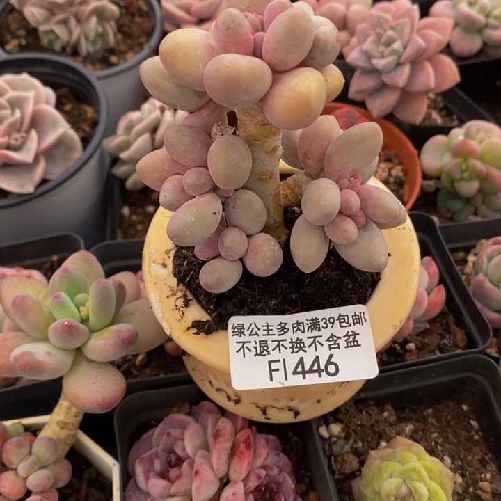 汤圆树446多肉植物