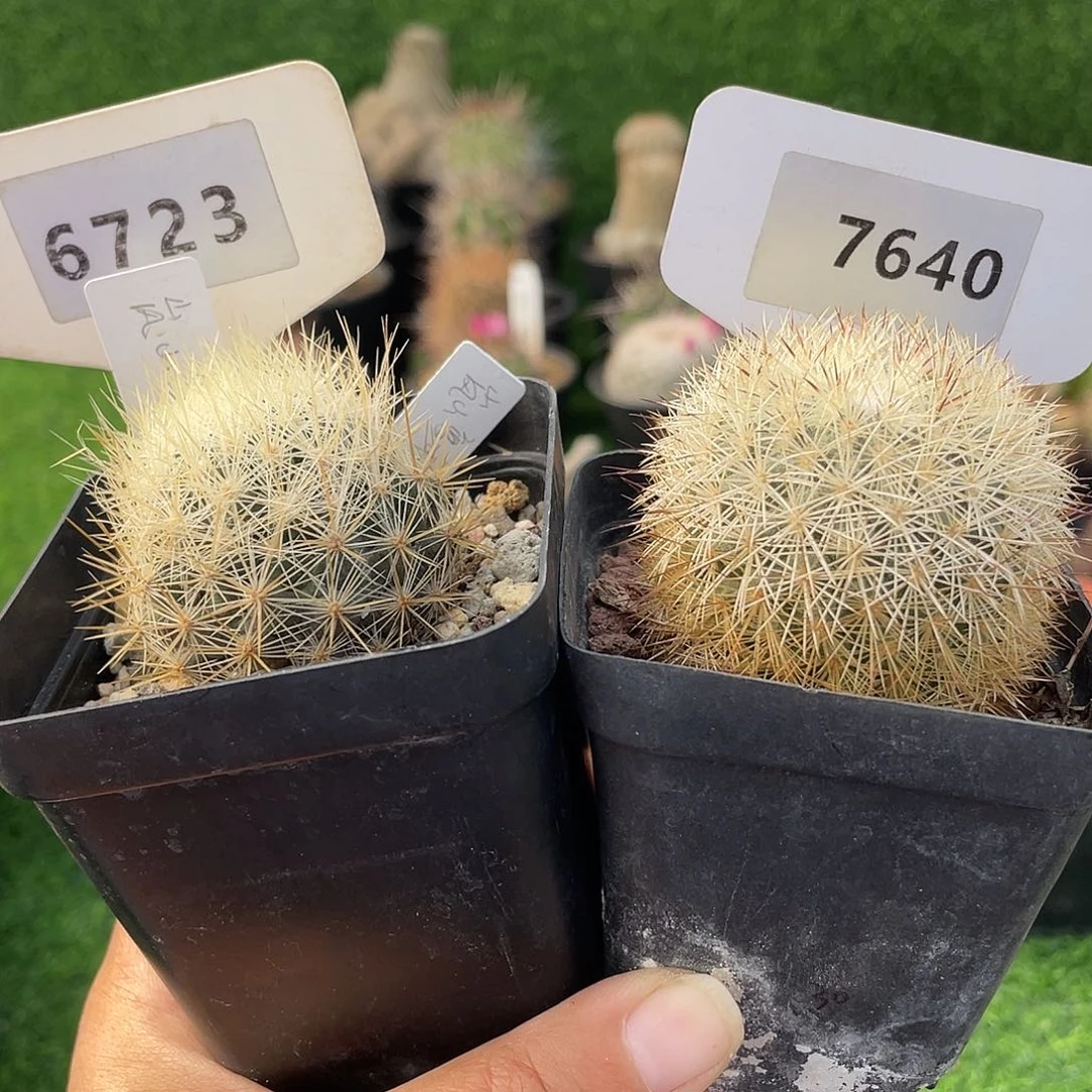 6723 和 7640 一起裸根发货