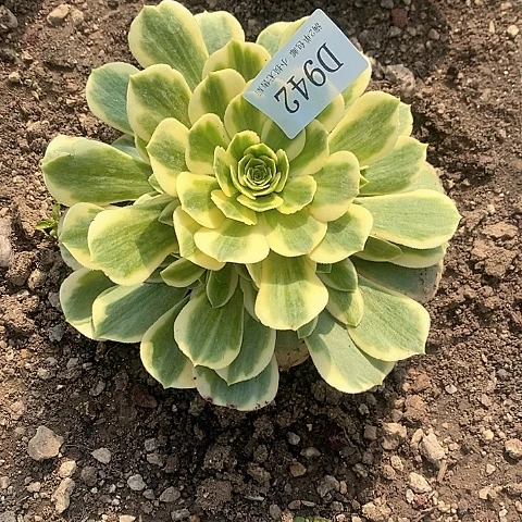 942迈巴赫多肉法师