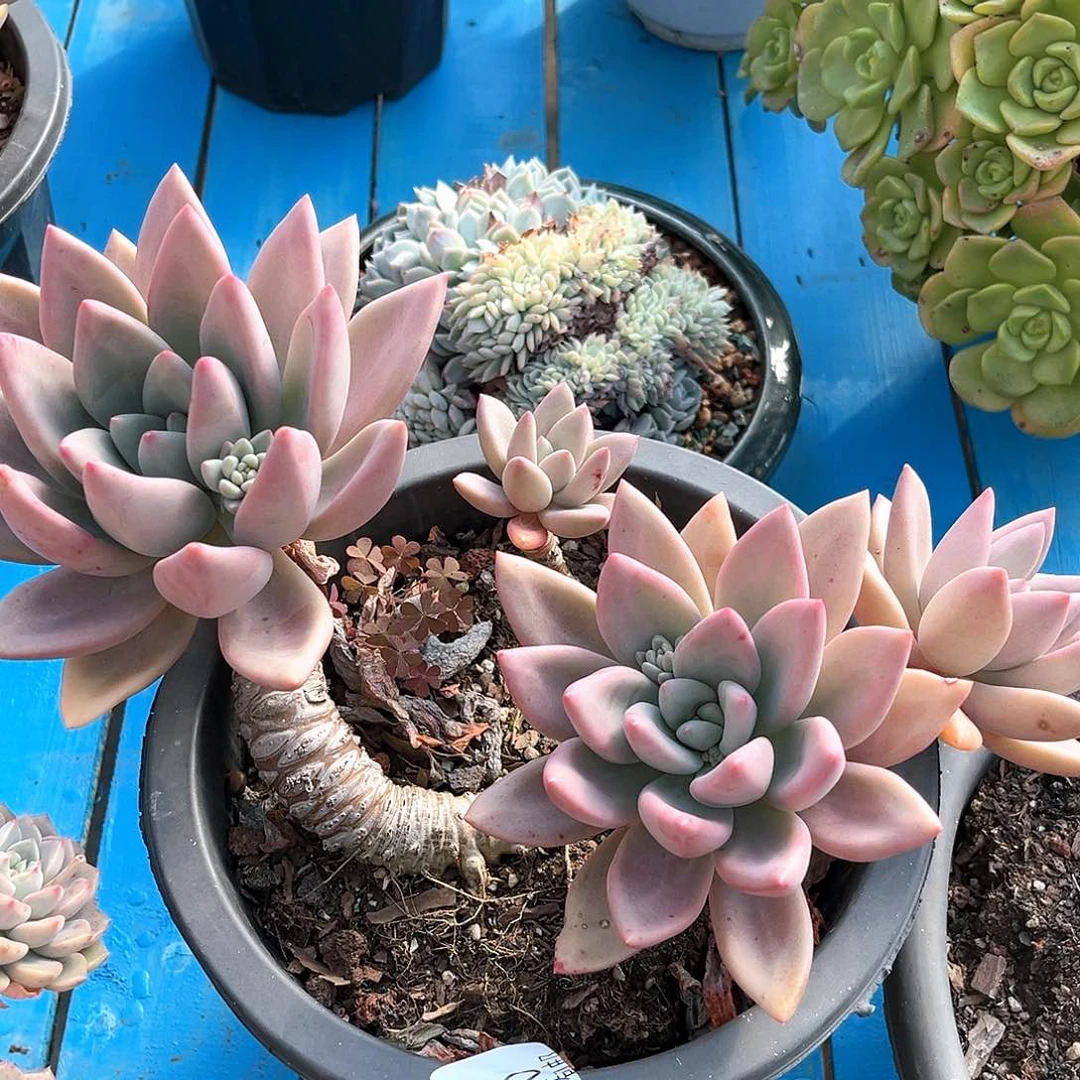 桃花源小群11040