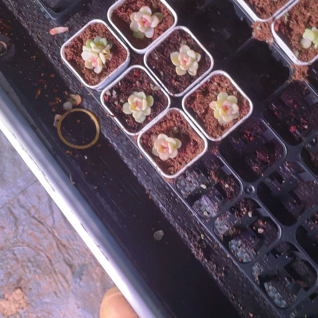 铁**.竹马中苗盆一个满25包邮