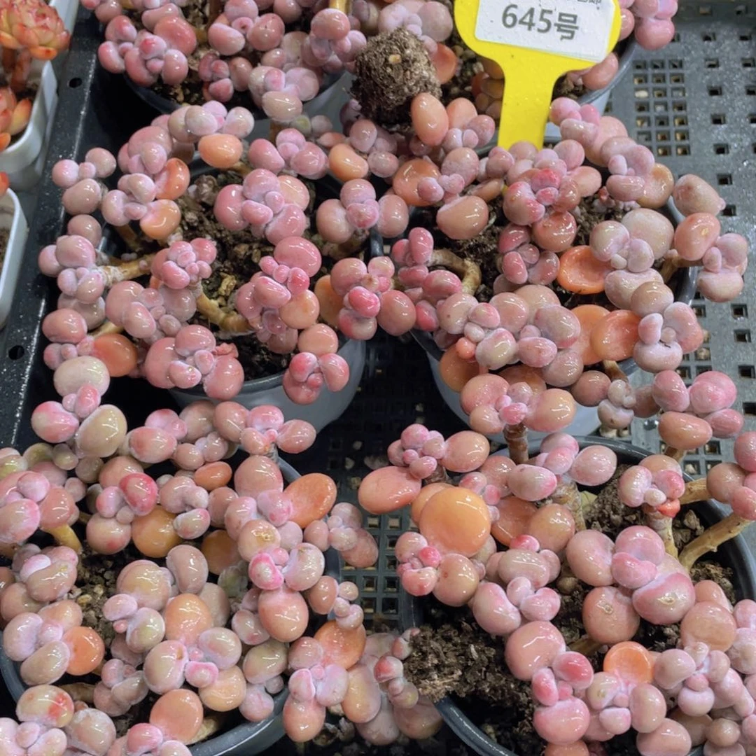 645号 丸叶腰子粉桃蛋组合十个