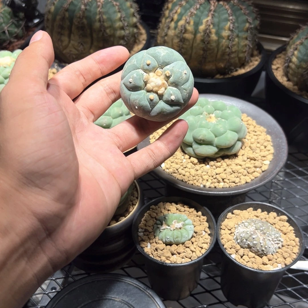 实生大u银5.2cm 快看看