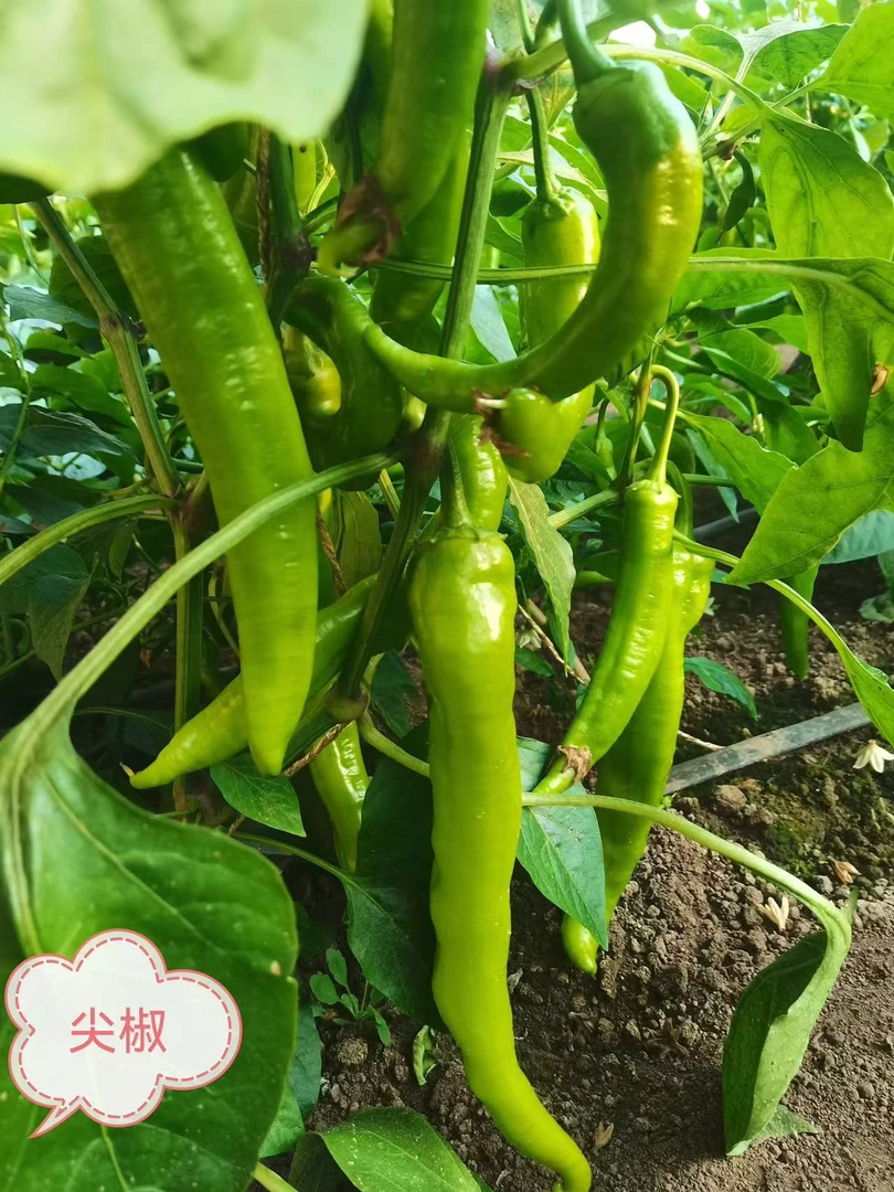 房山基地尖椒1.5斤