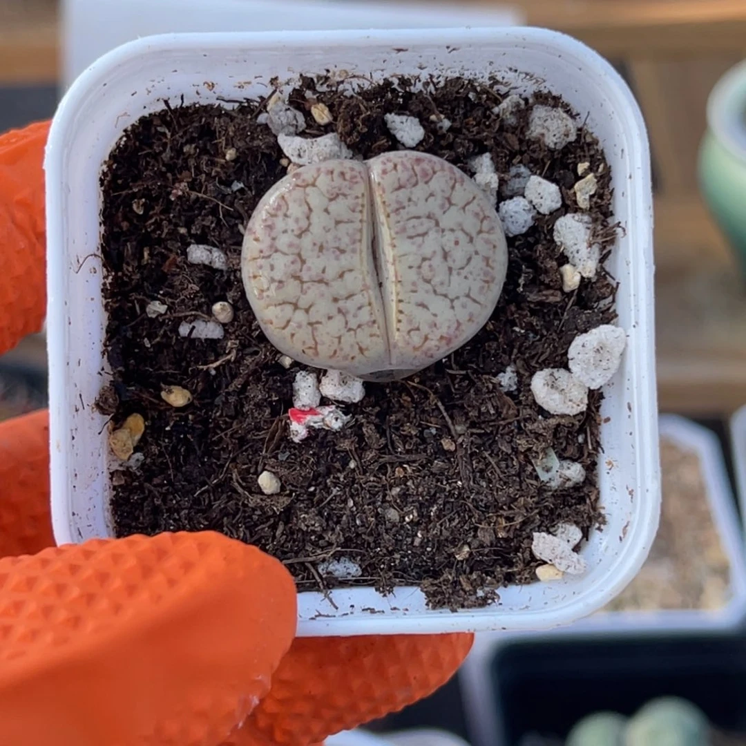 多肉植物一物一拍54