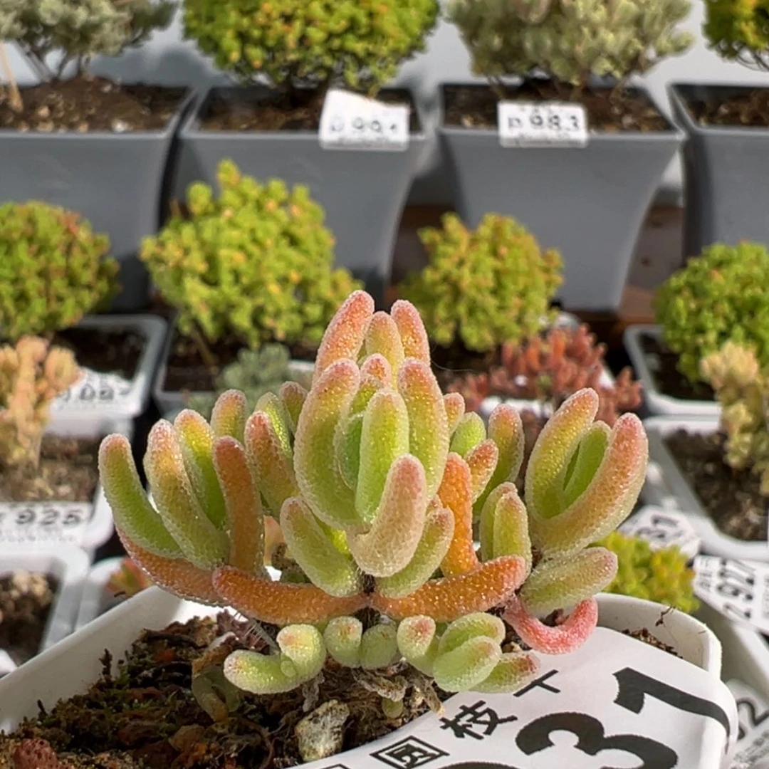 【闪购商品】z931实生小苗送小精控金桔