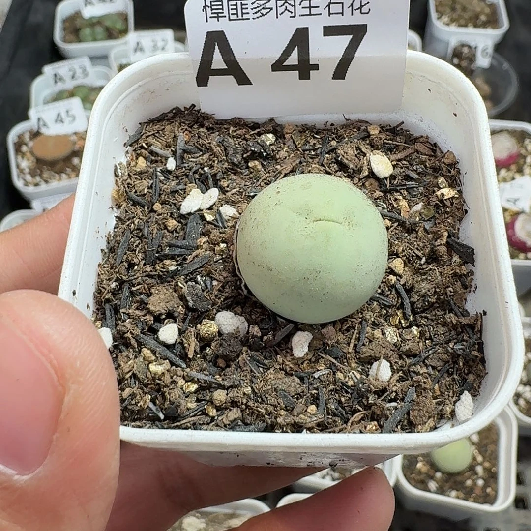 47多肉植物多肉植物