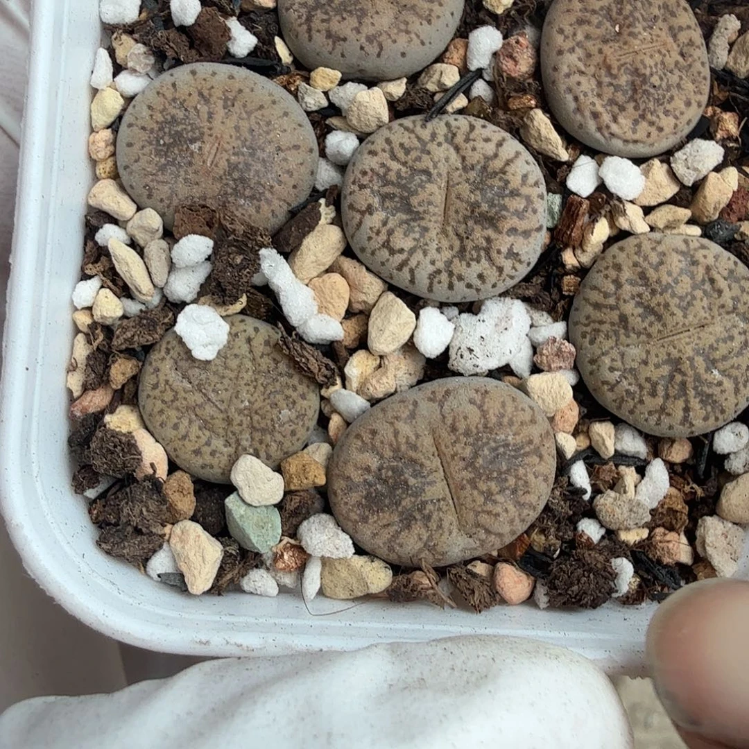 就这样在这个城市生活很累但049