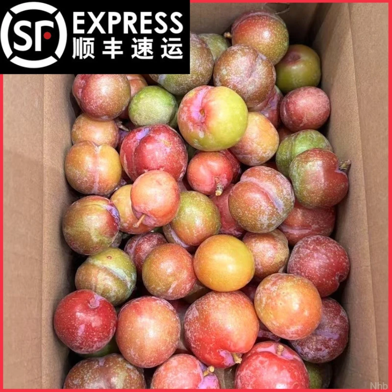 【产地直发】正宗三华李红心新鲜现摘李子酸甜当季水果孕妇非三月李