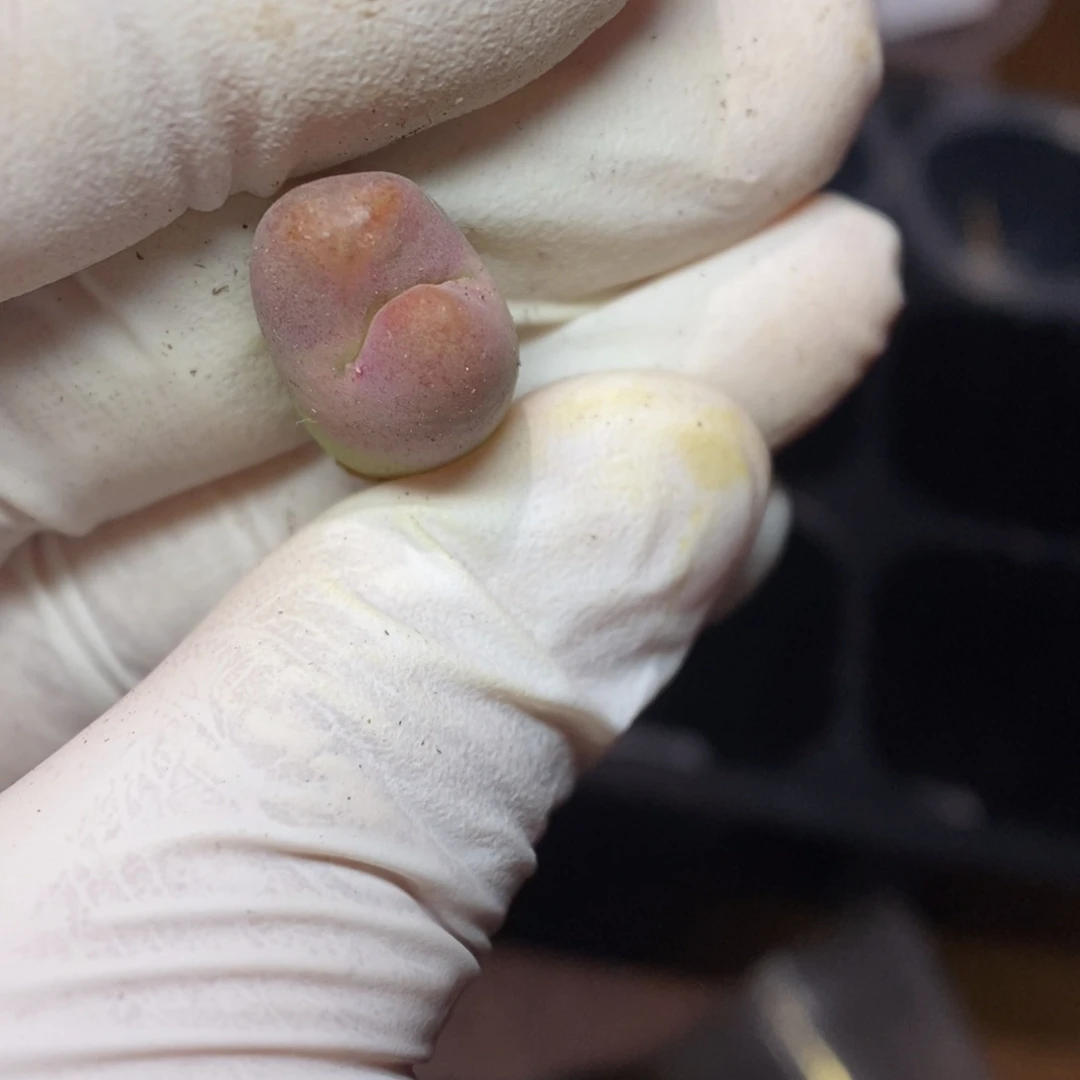 多肉植物K-382 将杂缀 福利