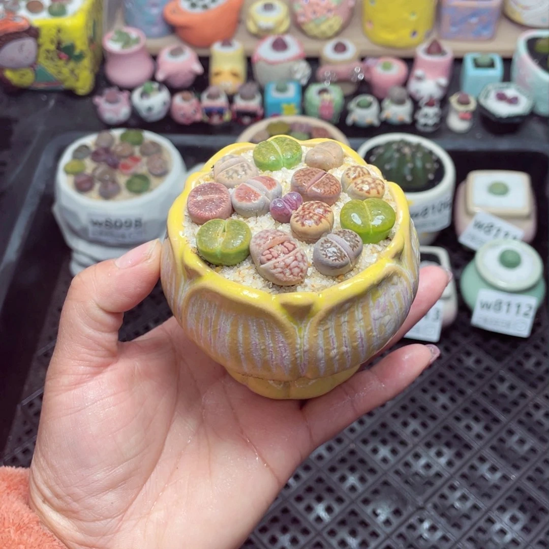 w8115 带盆土发货-零下地区拍保温箱