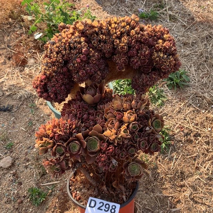 298号瑕疵两个脱土