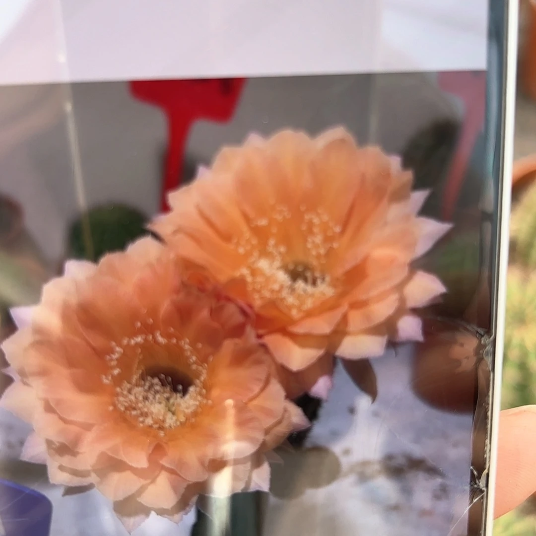 惠*彩草44号6公分左右