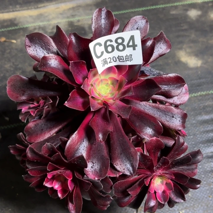 瑞妈一物一拍684不包断枝