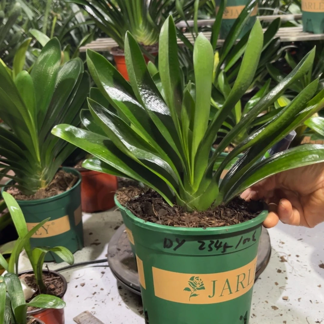 当前无花栽培后可以开花