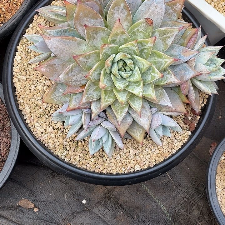 薇***笑多肉植物一物一拍