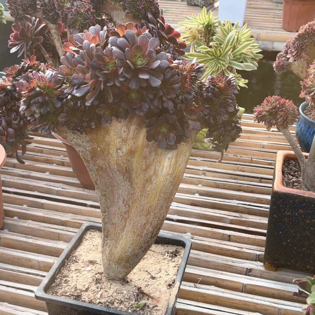 红铜壶朵朵整版精品