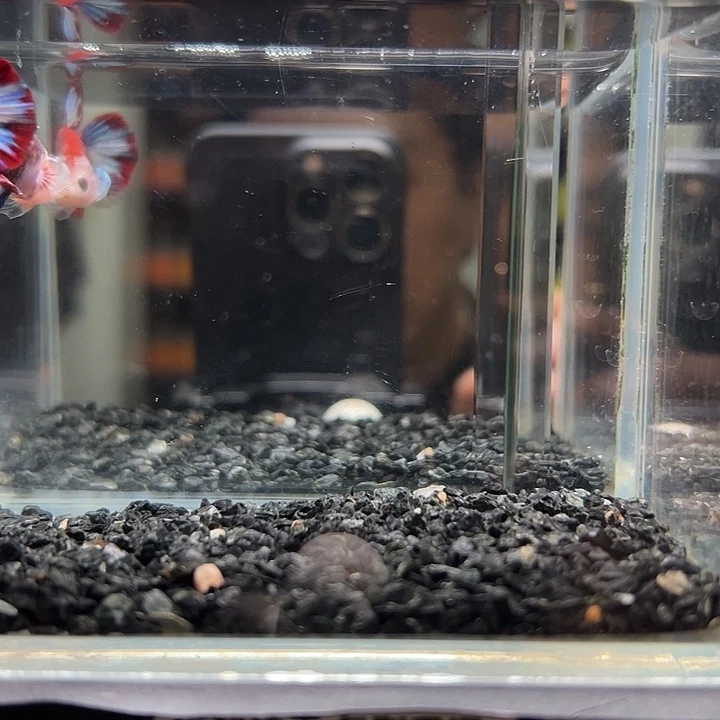 斗鱼跑单拉黑21日28