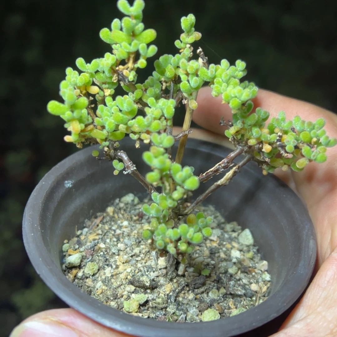 翡翠90杯老桩福利