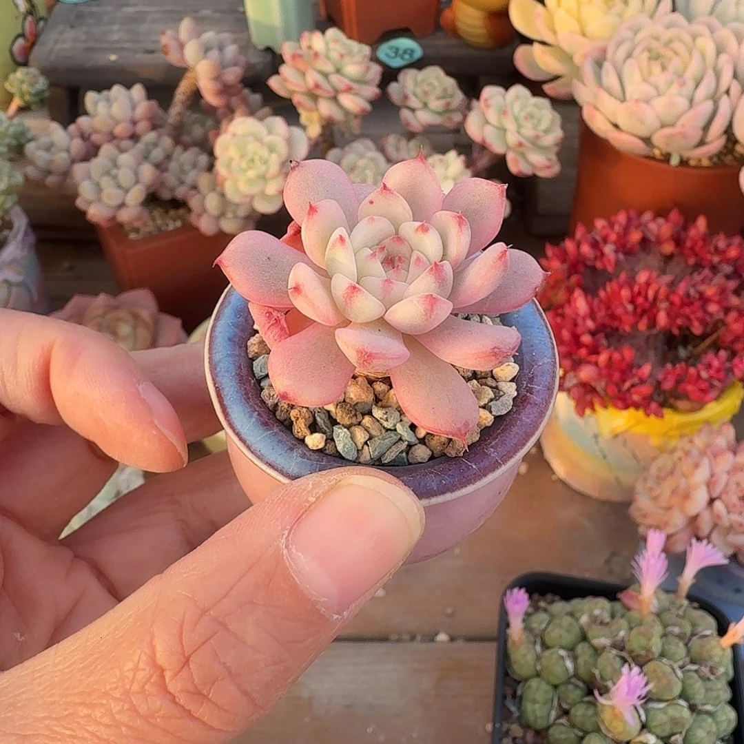 姬莲锦 多肉含盆土 一物一拍