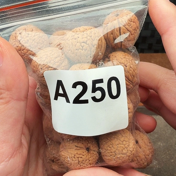 核桃手串/手链桃核