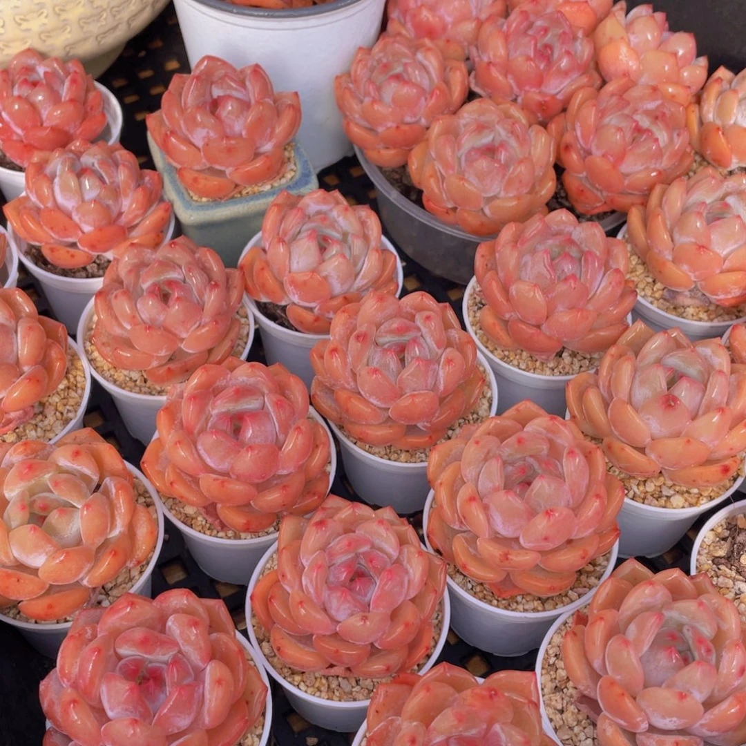 量拍66号 果冻韩版仙女橙单头5个