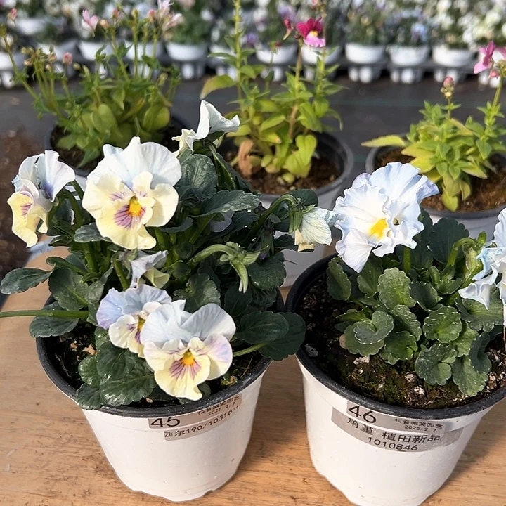 水晶抖音直播闪拍45-46