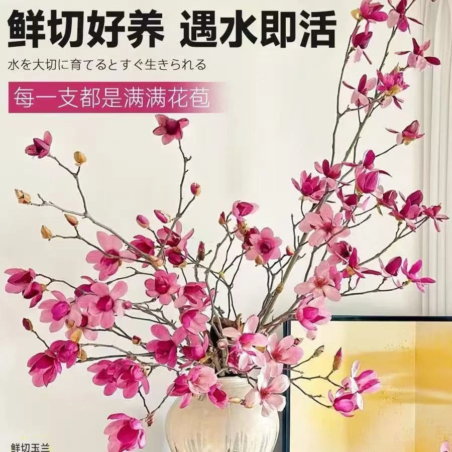 遇水开花水培玉兰花卉鲜切枝条带花苞室内外好养净化空气绿植