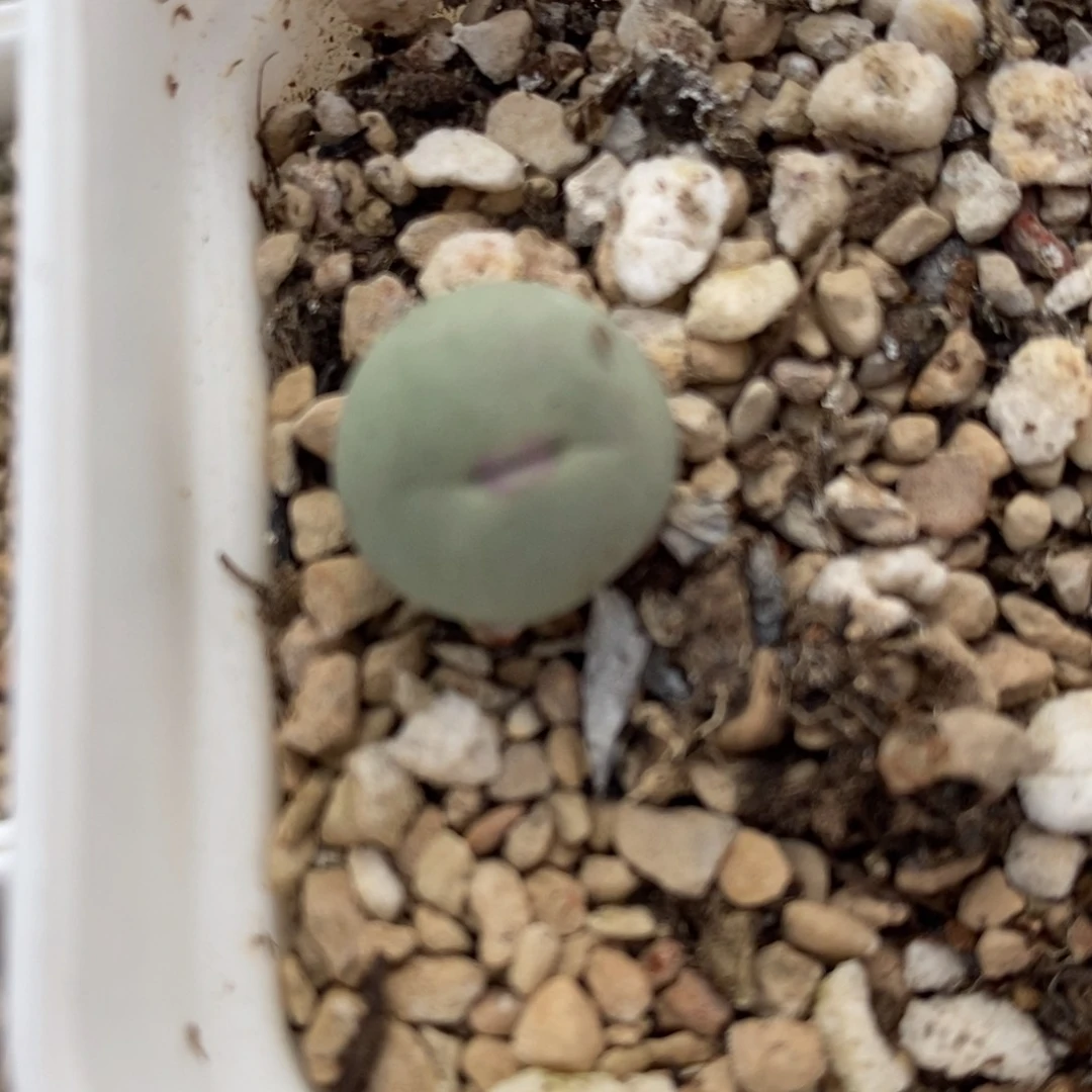 1586一颗一颗一颗