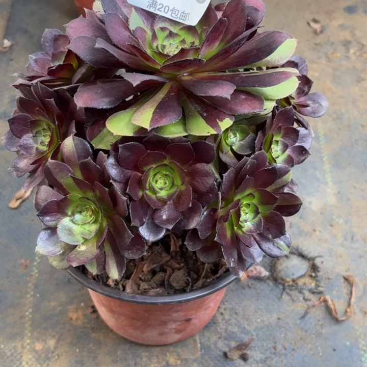 瑞妈多肉园艺188。黑美人，