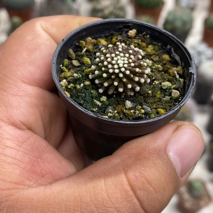 松针牡丹特价福利