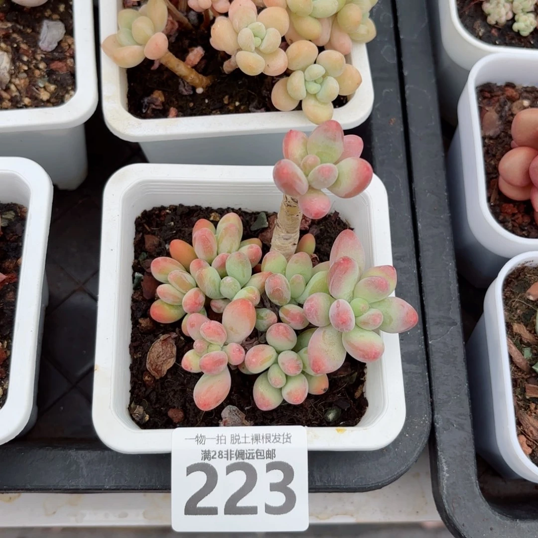 樱花奶老桩无盆土发货