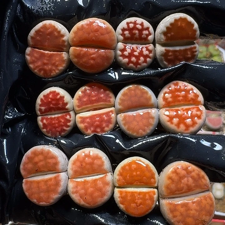 生石花1111111。   108