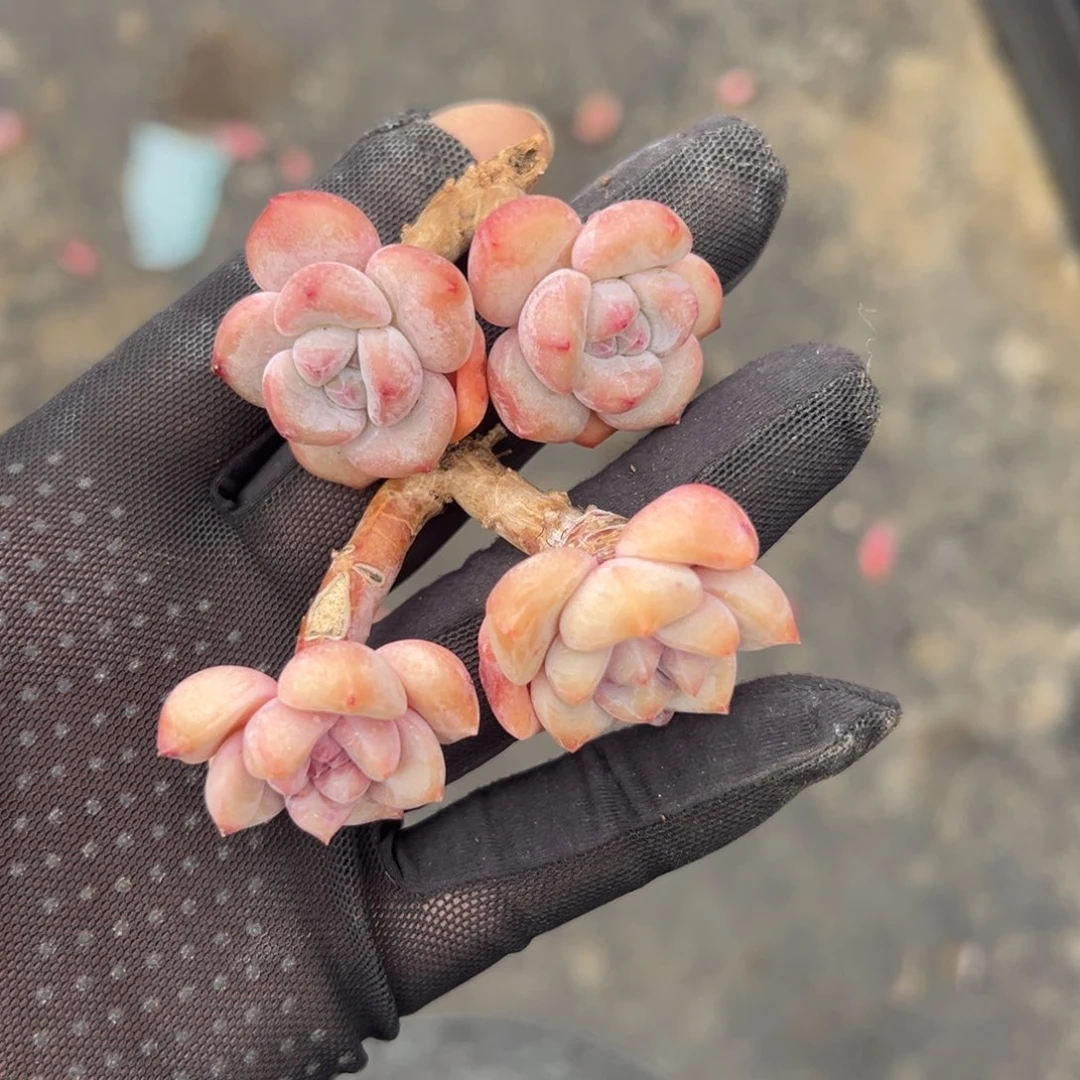 俩个紫梦露00000000000