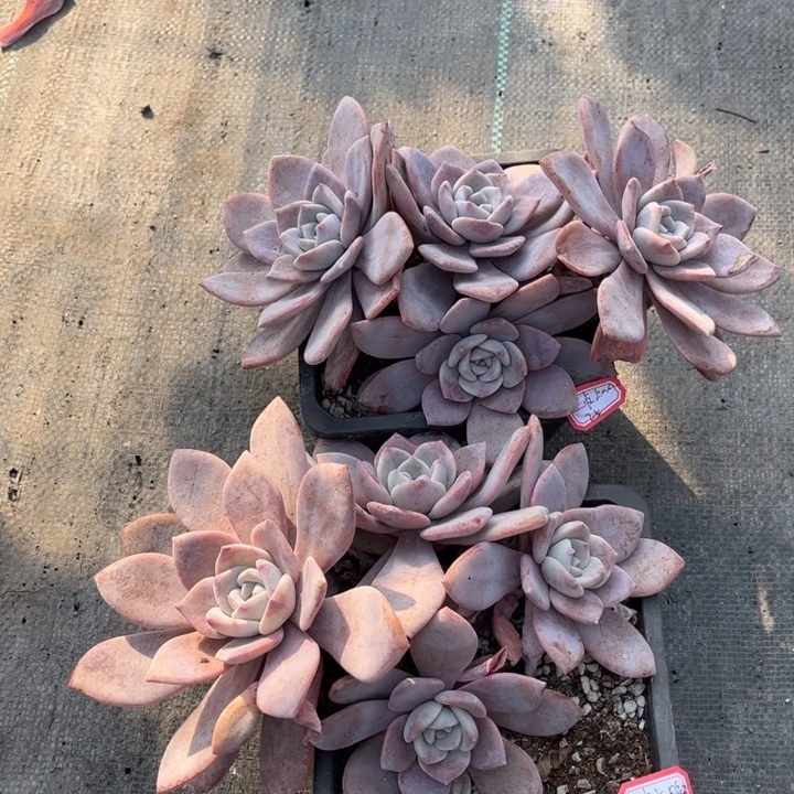 一****红茶两颗140盆小群