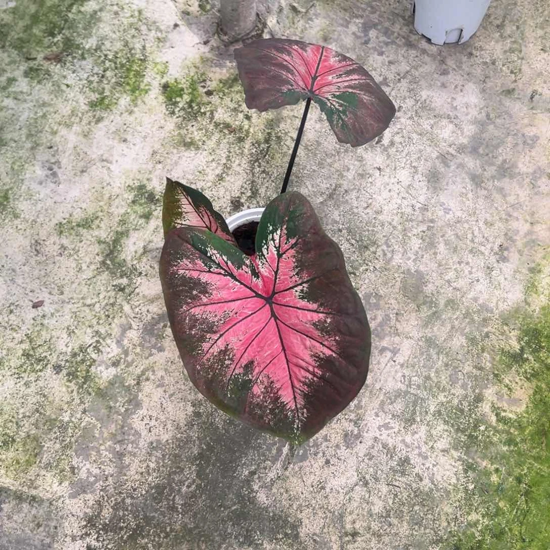 无花朵丽海莫不包叶损