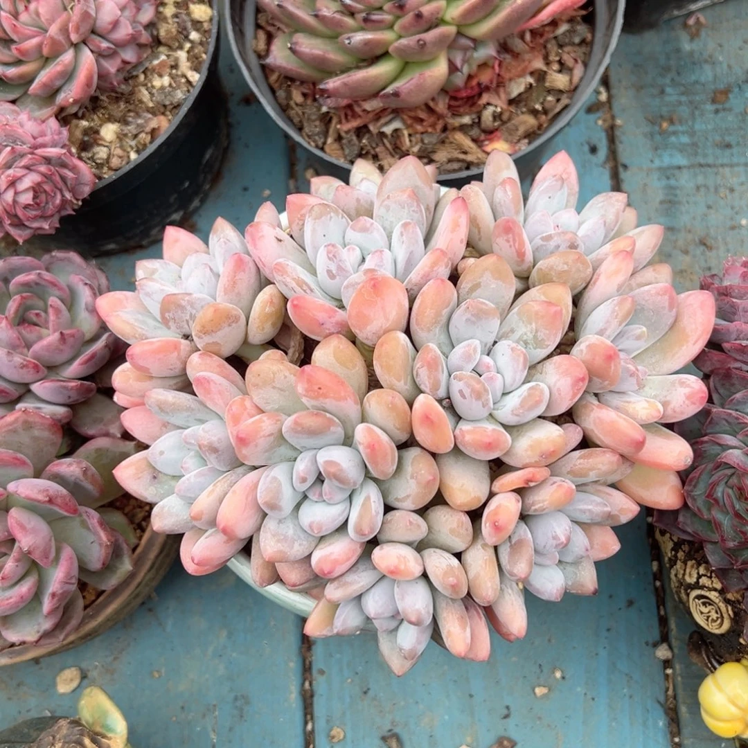 精品多肉植物老桩