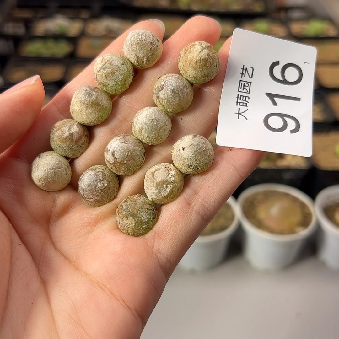 一物一拍            916