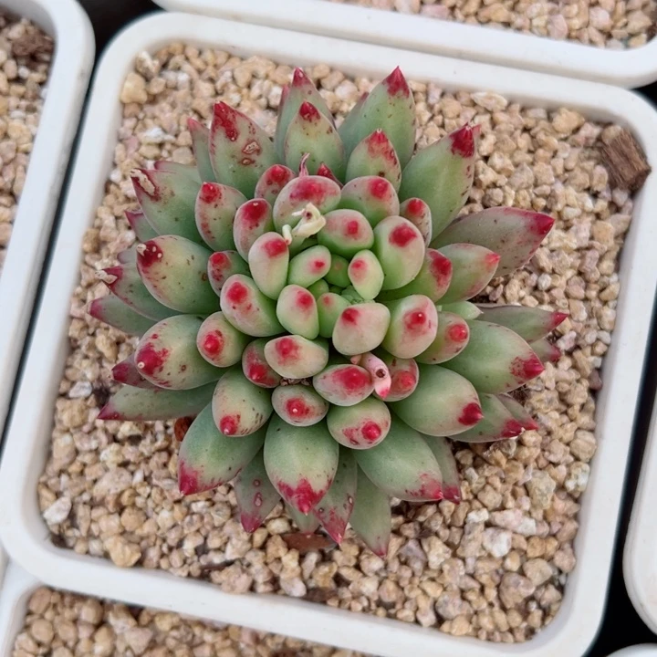 精品多肉植物老桩